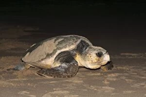 Images Dated 26th December 2010: Loggerhead turtle (Caretta caretta), moving from nest to sea at night, Banga Nek