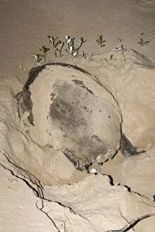 Images Dated 26th December 2010: Loggerhead turtle (Caretta caretta), laying eggs at night, Banga Nek, Kwazulu Natal