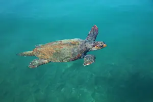 Dodecanese Prints: Loggerhead turtle swimming in Megisti Bay near Kastellorizo