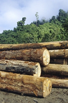 Logging Prints: Logging in the rain forest