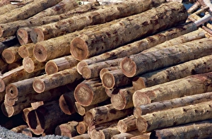 Stack Prints: Logs awaiting processing at mill, British Columbia, Canada, North America