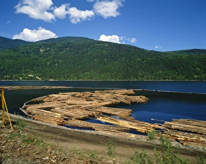 Logging Prints: Logs awaiting processing near Chase, British Columbia, Canada, North America