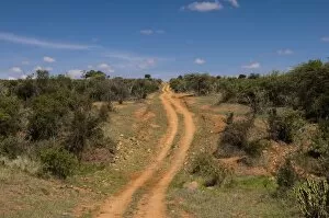 Images Dated 8th December 2009: Loisaba Wilderness Conservancy, Laikipia, Kenya, East Africa, Africa