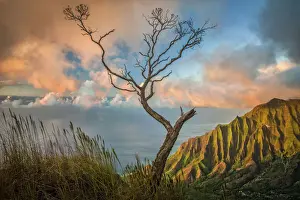 A lone acacia koa tree stretches up to the colorful sunset clouds over the Kalalau Valley