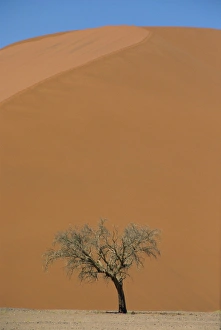 Sossusvlei Prints: Lone acacia tree against huge sand dune