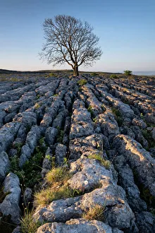 Ashes Prints: Lone bare Ash Tree on Limestone Pavement