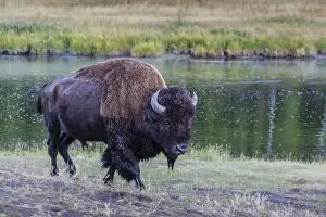 Buffalo Prints: Lone bison (buffalo) (Bison bison) on the move in Yellowstone National Park
