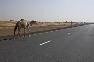 Lone camel walking along a road through the desert near Dubai, United Arab Emirates
