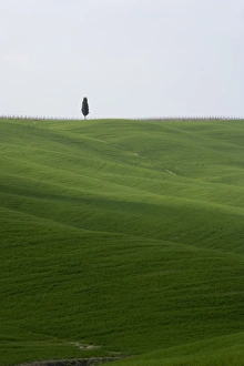 Pienza Prints: Lone Cypress in corn fields near Pienza