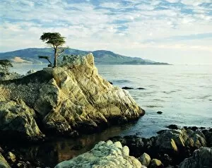 Images Dated 28th August 2008: The Lone Cypress Tree on the coast