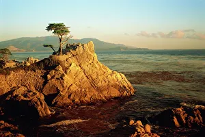 Lone cypress tree on rocky outcrop at dusk, Carmel, California, United States of America