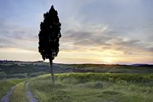 Images Dated 10th May 2009: Lone cypress tree at sunset, near Pienza, Tuscany, Italy, Europe