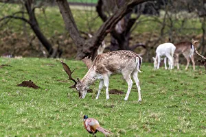 Antlers Prints: A lone deer with antlers grazing on a lush green field, United Kingdom, Europe