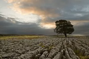 Images Dated 17th October 2009: A lone hawthorn tree on limestone pavement outside Malham, Yorkshire, England