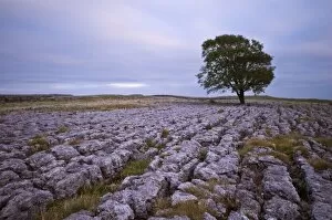 Images Dated 17th October 2009: A lone hawthorn tree on limestone pavement outside Malham, Yorkshire, England