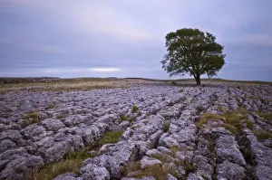 Malham Prints: A lone hawthorn tree on limestone pavement outside Malham, Yorkshire, England