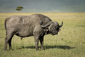 Horned Prints: Lone male Cape buffalo (Syncerus caffer) in the Masai Mara, Kenya, East Africa, Africa