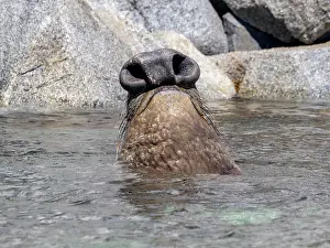Gray Prints: Lone male northern elephant seal resting in water at Puerto Refugio in Baja California