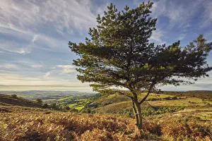 A lone pine tree on a hill called Wills Neck, 384m, highest point in the Quantock Hills