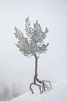 Lone pine tree at Sunrise Point covered with hoar frost on a foggy morning