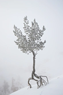 Images Dated 19th December 2008: Lone pine tree at Sunrise Point covered with hoar frost on a foggy morning