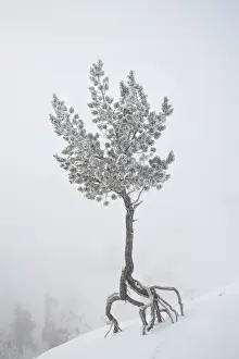 Hoar Frost Prints: Lone pine tree at Sunrise Point covered with hoar frost on a foggy morning