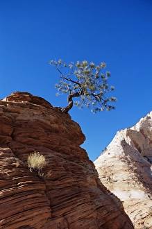 Mid West Prints: Lone pine, Zion National Park