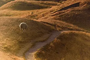 Pastoral Prints: Lone Sheep Grazing on Curved Dirt Path Through Golden Hillscape at Sunrise