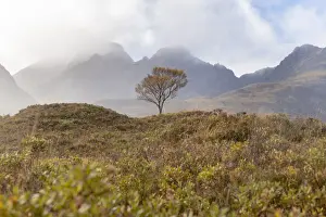 Inner Hebrides Prints: A lone tree and the Cuillins mountains on The Isle of Skye in the Inner Hebrides