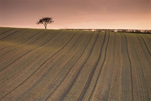 Lone tree in frosted ploughed field, Farnsfield, Nottinghamshire, England