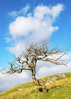 Planet Prints: A lone tree on the Isle of Lewis, Outer Hebrides, Scotland, United Kingdom, Europe