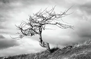 Strong Prints: A lone tree on the Isle of Lewis, Outer Hebrides, Scotland, United Kingdom, Europe