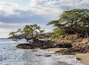 Lone Tree by the Jack Sprat Beach, Treasure Beach, Saint Elizabeth Parish, Jamaica