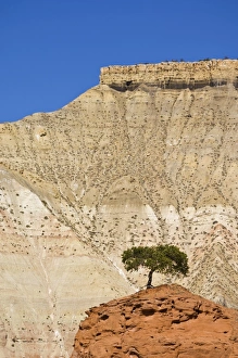 Lone Tree Prints: Lone tree, Kodachrome Basin State Park, Grand Staircase-Escalante National Monument