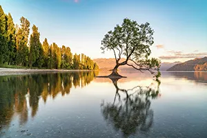 Natural Landmark Prints: The lone tree in Lake Wanaka in the morning light, Wanaka, Queenstown Lakes district