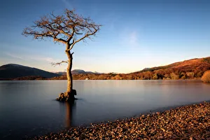 Loch Lomond Prints: Lone tree at Loch Lomond, Scotland, United Kingdom, Europe