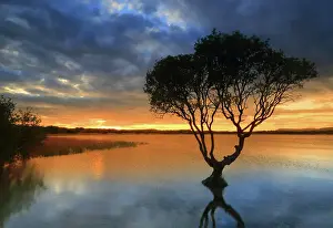 Awe Inspiring Prints: Lone tree at sunset, Kenfig Pool