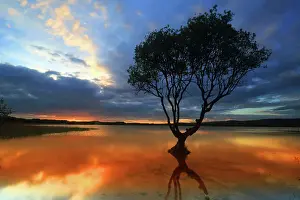 Sunset View Prints: Lone tree at sunset, Kenfig Pool