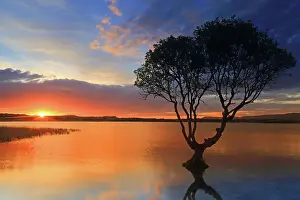 South Wales Prints: Lone tree at sunset, Kenfig Pool