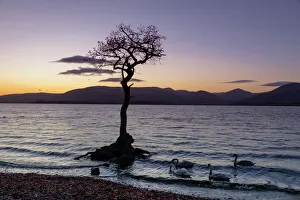 Avian Prints: Lone tree with swans, Milarrochy Bay, Loch Lomond, Scotland, United Kingdom, Europe
