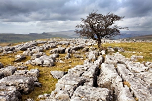 Lone tree at Winskill Stones near Settle, Yorkshire Dales, Yorkshire, England, United Kingdom, Europe