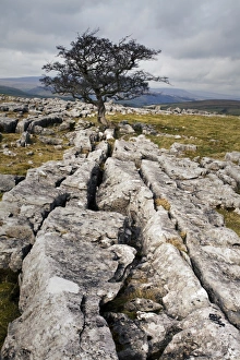 Lone Tree Prints: Lone tree at Winskill Stones near Settle