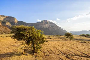 Tigray Region Prints: Lone trees in the dry land with Gheralta Mountains in background, Hawzen, Tigray Region