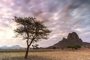 Tigray Region Prints: Lone trees at sunset, Gheralta Mountains, Hawzen, Tigray Region, Ethiopia, Africa