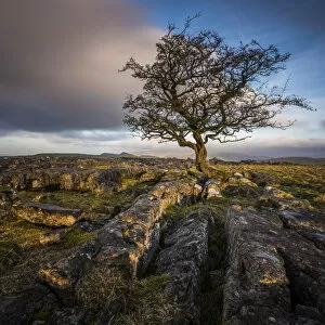 Moody Sky Gallery: A lone weathered tree in amongst the limestone pavement of the Yorkshire Dales National Park