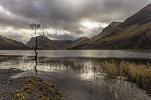 Lone winter tree with marginal golden grasses, Buttermere, Lake District National Park