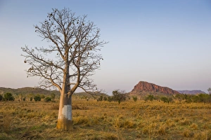 Images Dated 3rd October 2008: Lonely Baobab tree in the Kimberleys, Western Australia, Australia, Pacific