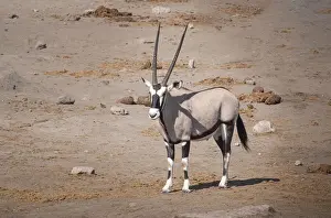 Horn Prints: Lonely Eland in Etosha National Park, Namibia, Africa