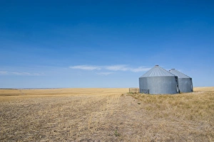 South Dakota Prints: Lonely garner in a field, Badlands National Park
