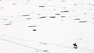 Rider Prints: A lonely horse rider on the frozen plains of Mongolia, Central Asia, Asia